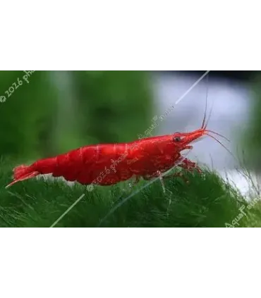 Neocaridina davidi (heteropoda) var. Red Sakura - Red Sakura garnéla