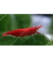 Neocaridina davidi (heteropoda) var. Red Sakura - Red Sakura garnéla