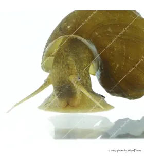 Brotia herculea sp. - Barna herkulescsiga