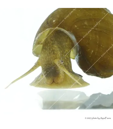 Brotia herculea sp. - Barna herkulescsiga