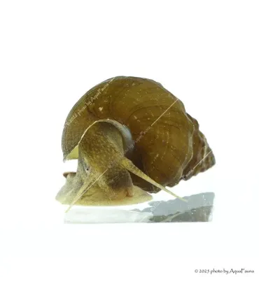 Brotia herculea sp. - Barna herkulescsiga