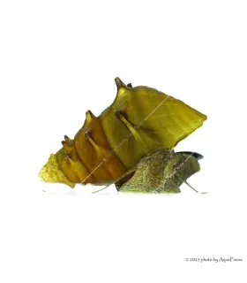 Brotia pagodula - Pagoda csiga