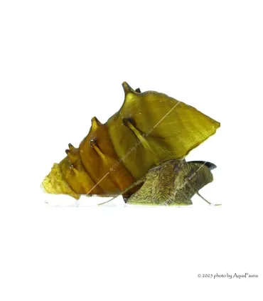 Brotia pagodula - Pagoda csiga