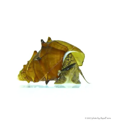 Brotia pagodula - Pagoda csiga