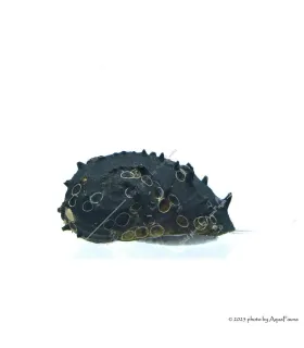 Neritina juttingae - King Koopa csiga