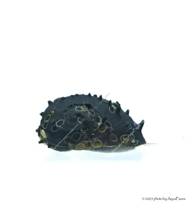 Neritina juttingae - King Koopa csiga