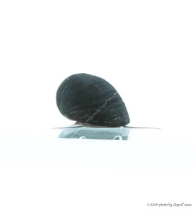 Neritina pulligera - Sisakcsiga