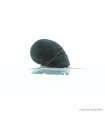 Neritina pulligera - Sisakcsiga
