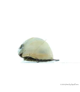 Neritina pulligera Gold - Arany sisakcsiga