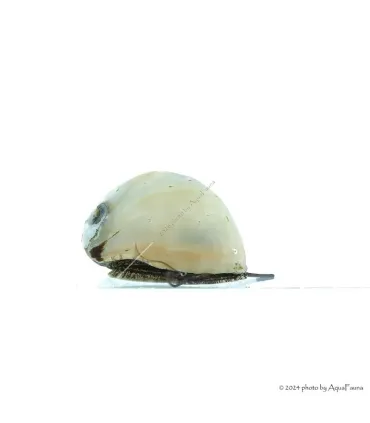 Neritina pulligera Gold - Arany sisakcsiga