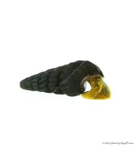 Tylomelania sp. - Sulawesi csiga, (Jar-Jar csiga, Poso csiga, Nyúlcsiga)