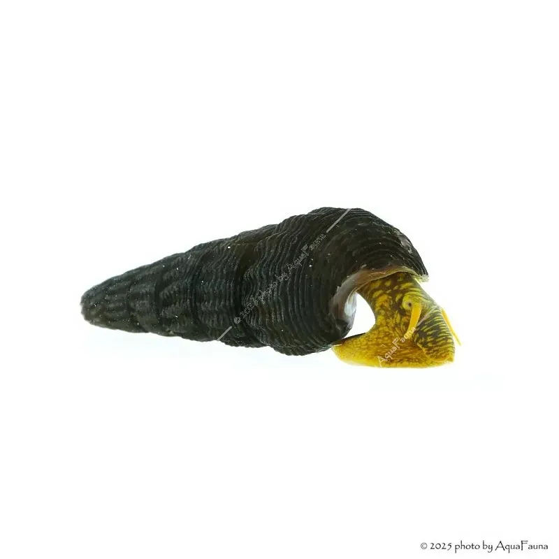 Tylomelania sp. - Sulawesi csiga, (Jar-Jar csiga, Poso csiga, Nyúlcsiga)