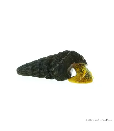 Tylomelania sp. - Sulawesi csiga, (Jar-Jar csiga, Poso csiga, Nyúlcsiga)
