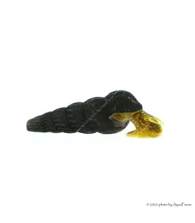 Tylomelania sp. - Sulawesi csiga, (Jar-Jar csiga, Poso csiga, Nyúlcsiga)