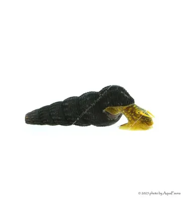 Tylomelania sp. - Sulawesi csiga, (Jar-Jar csiga, Poso csiga, Nyúlcsiga)