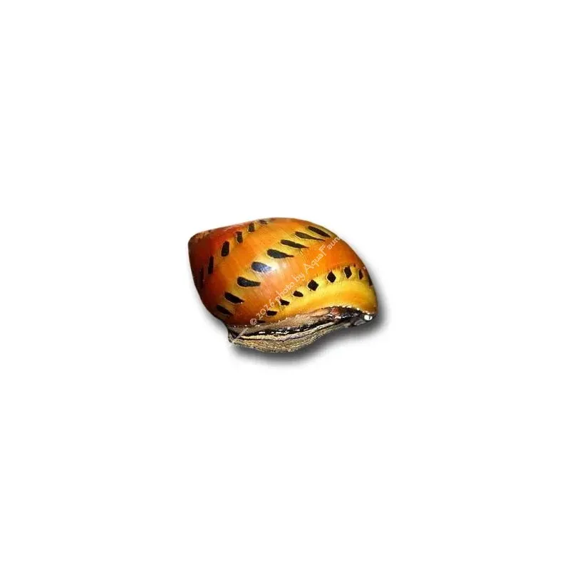Vittina semiconica - Hagymacsiga