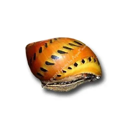 Vittina semiconica - Hagymacsiga
