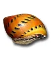 Vittina semiconica - Hagymacsiga