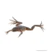 Hymenochirus curtipes - Törpe karmosbéka