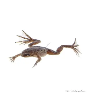 Hymenochirus curtipes - Törpe karmosbéka