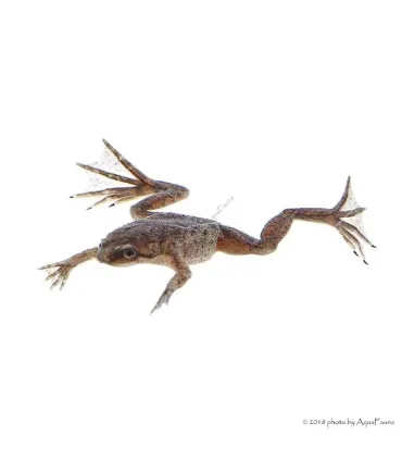 Hymenochirus curtipes - Törpe karmosbéka