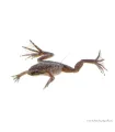 Hymenochirus curtipes - Törpe karmosbéka