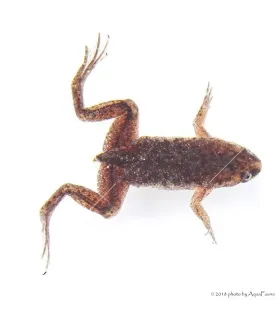 Hymenochirus curtipes - Törpe karmosbéka