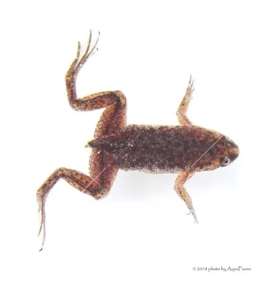 Hymenochirus curtipes - Törpe karmosbéka