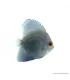 Symphysodon - Diszkoszhal - Blue Diamond - 6-8 cm