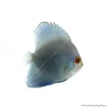 Symphysodon - Diszkoszhal - Blue Diamond - 6-8 cm