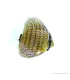 Symphysodon - Diszkoszhal - Türkiz - 6-8 cm