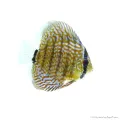 Symphysodon - Diszkoszhal - Türkiz - 6-8 cm