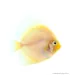 Symphysodon - Diszkoszhal - Snow White - 6-8 cm