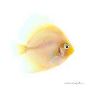 Symphysodon - Diszkoszhal - Snow White - 6-8 cm