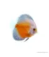 Symphysodon - Diszkoszhal - Red Valentine - 6-8 cm