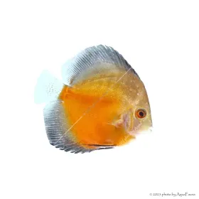 Symphysodon - Diszkoszhal - Red Valentine - 6-8 cm
