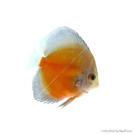 Symphysodon - Diszkoszhal - Red Valentine - 6-8 cm