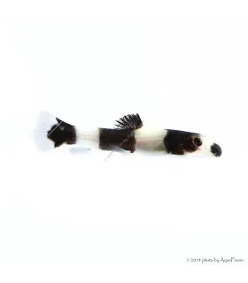 Yaoshania (Protomyzon) pachychilus - Panda csík