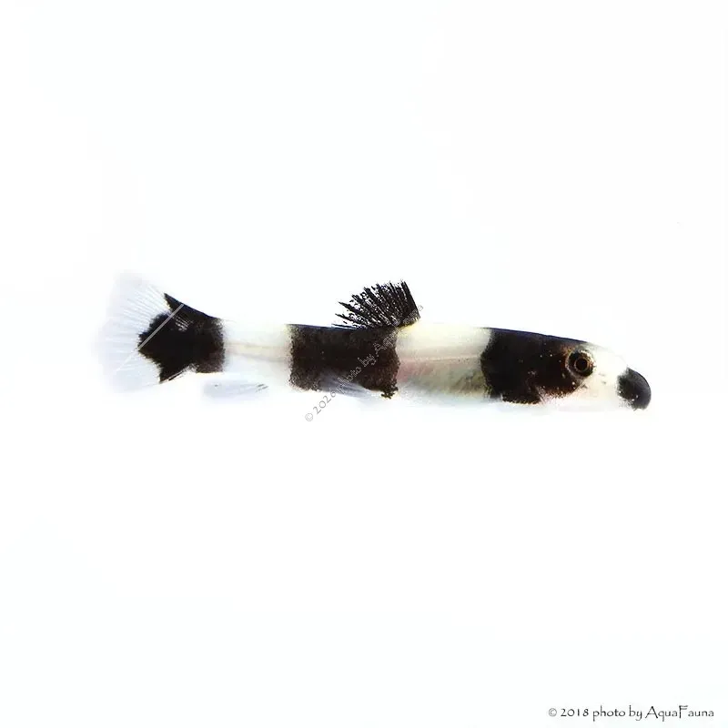 Yaoshania (Protomyzon) pachychilus - Panda csík
