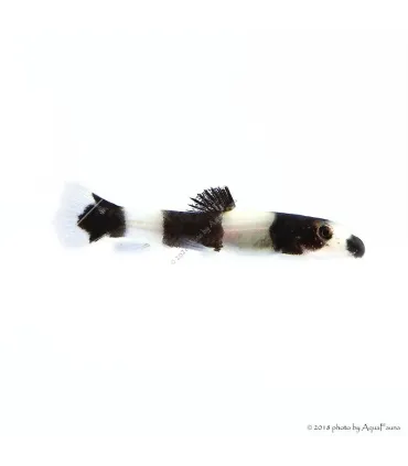 Yaoshania (Protomyzon) pachychilus - Panda csík