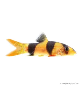 Chromobotia macracanthus - Öves díszcsík