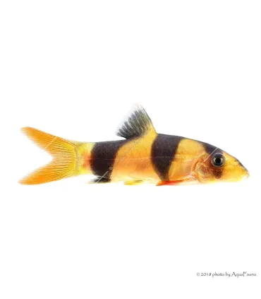 Chromobotia macracanthus - Öves díszcsík
