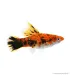Xiphophorus helleri sp. - Tricolor xipho