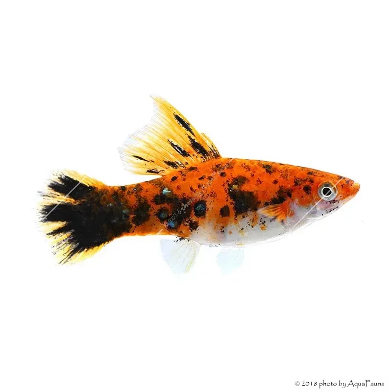 Xiphophorus helleri sp. - Tricolor xipho