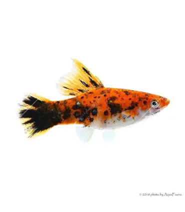 Xiphophorus helleri sp. - Tricolor xipho