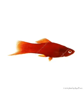 Xiphophorus helleri sp. - Bécsi xipho