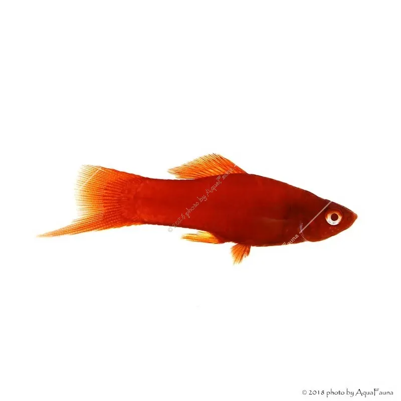 Xiphophorus helleri sp. - Bécsi xipho