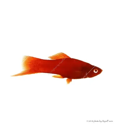 Xiphophorus helleri sp. - Bécsi xipho
