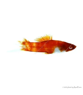 Xiphophorus helleri sp. - Koi xipho