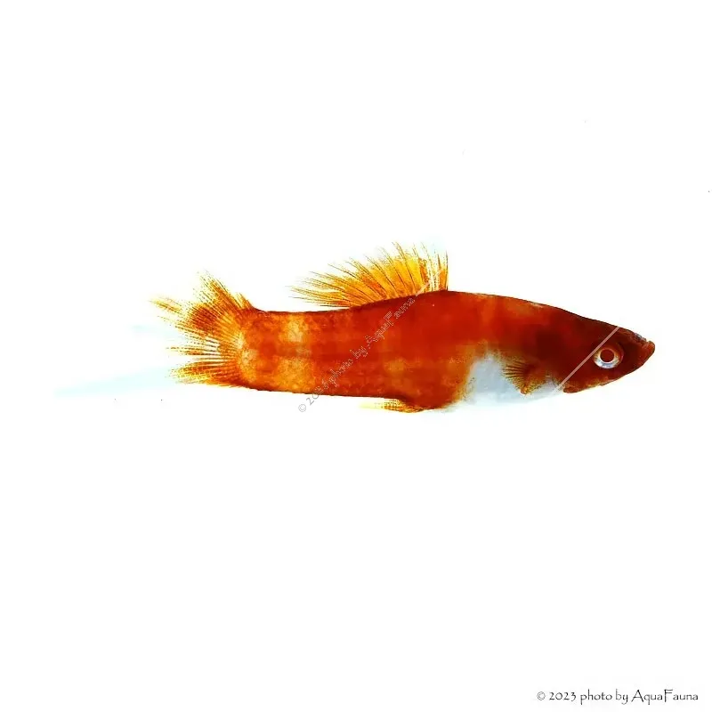 Xiphophorus helleri sp. - Koi xipho